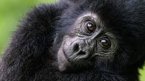 4-Day Le Petit Virunga – Mikeno Package