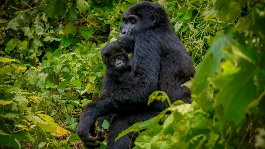 4 Days Rwanda gorilla and golden monkey trekking safari
