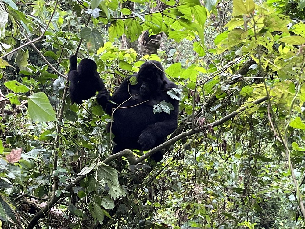 4 Days Uganda Gorilla & Chimpanzee Tour