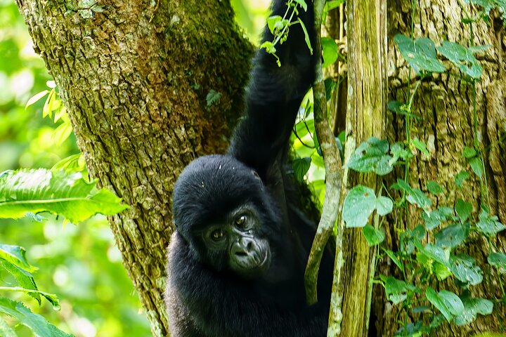 4 Days double gorilla Trekking Uganda