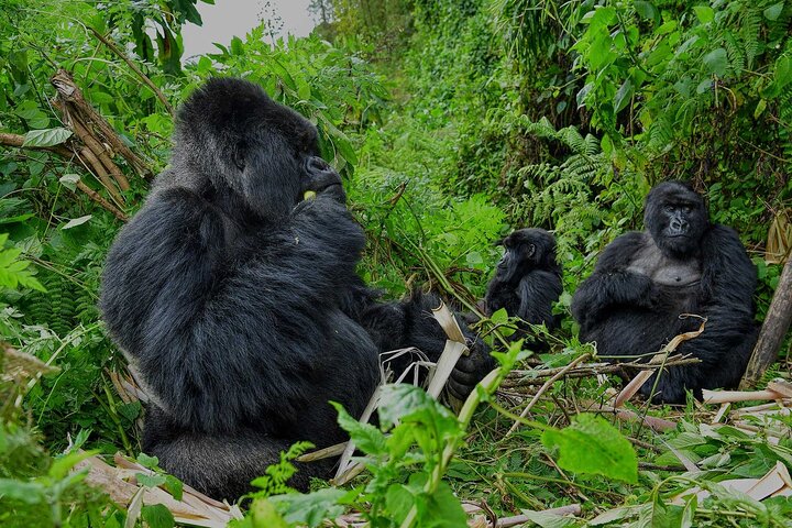 4 Days gorilla trekking & Lake Bunyonyi safari