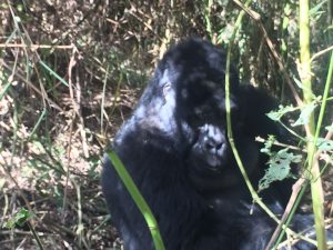 4 Days gorilla trekking & Lake Bunyonyi safari