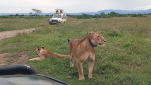 5 Days Kidepo Wildlife Safari tour