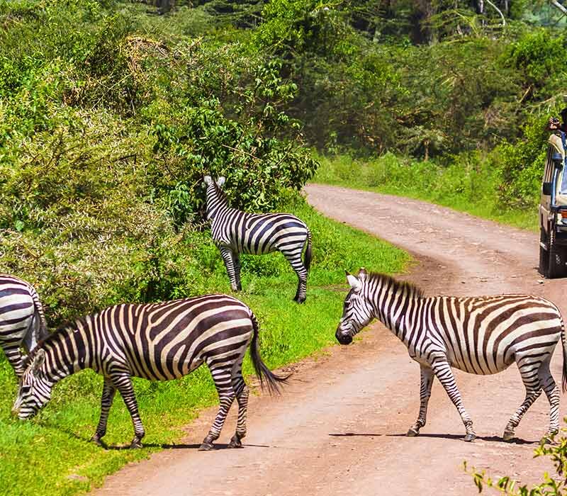 5 Days Uganda Wildlife Safari