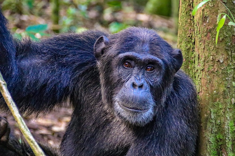 6-Day Uganda Wildlife & Chimpanzee Safari