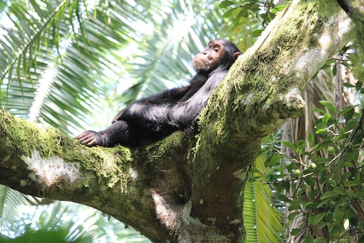 6 Day Uganda Wildlife & Chimpanzee Tour