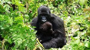 8 Days Kibale, Queen & Bwindi Safari