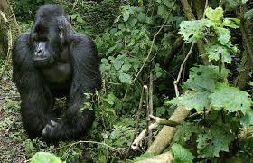7 days Congo gorillas and chimpanzee safari
