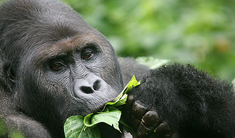 Gorilla Trekking Tours in Rwanda/ Mum and dad Uganda Tours