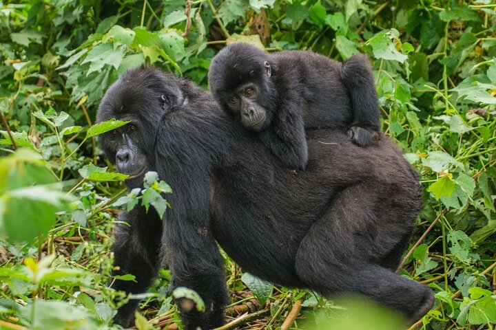 8 Days Uganda Gorilla & Wildlife Safari