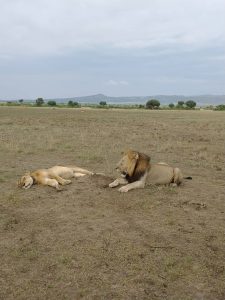8 Days Uganda Gorilla & Wildlife safari