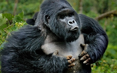 Uganda Gorilla & Chimpanzee Tour
