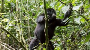 9 days Uganda Safari