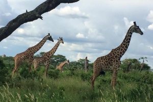Amboseli National Park