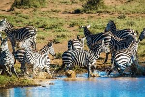  Amboseli National Park