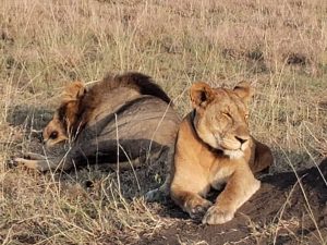 Best Uganda safari & Holiday