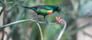 Birding & Transfer to lake Kivu
