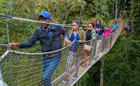 Canopy walk in Nyungwe Forest