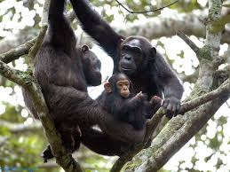 18 Day Uganda Rwanda Safari Holiday