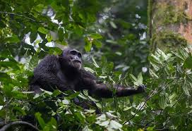 Chimp trekking in Nyungwe forest