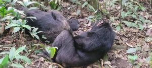 Chimpanzee Tracking in Nyungwe