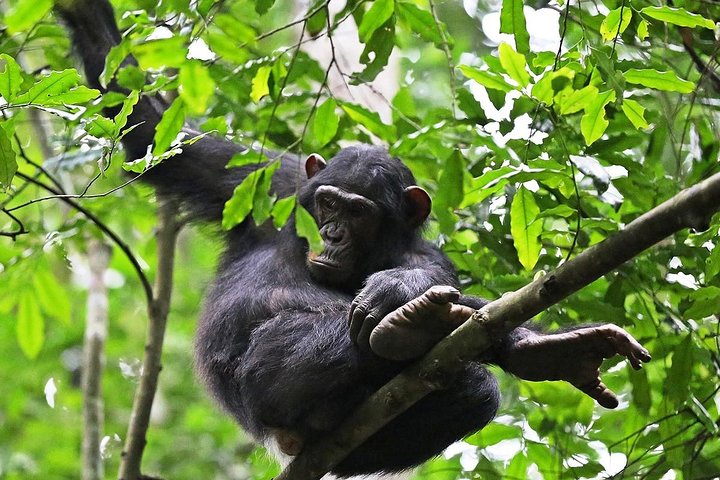 Chimpanzee Trekking