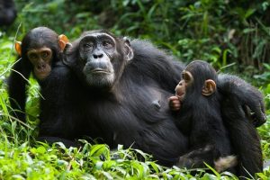 Chimpanzee tracking- Kibale Forest
