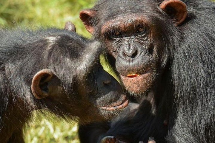 Chimpanzee tracking kibale forest