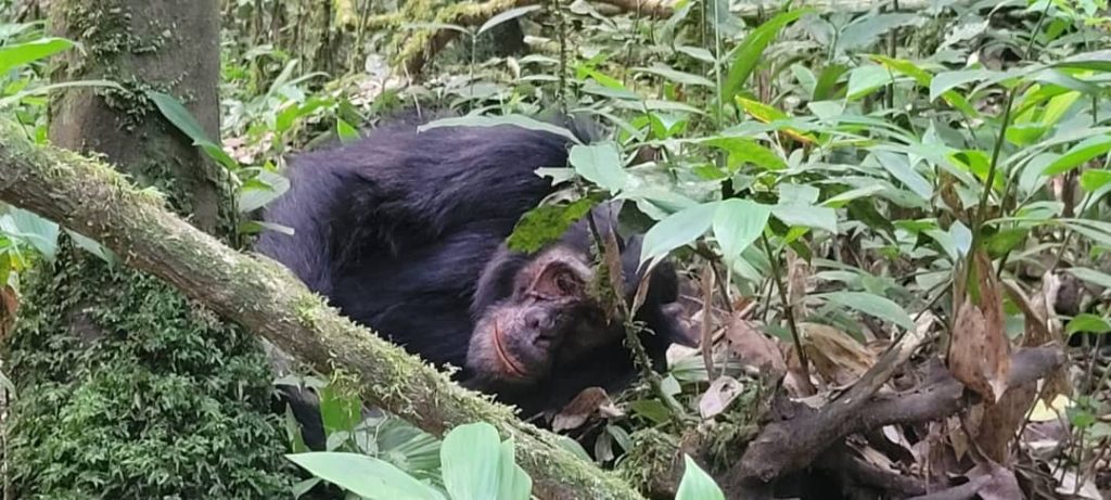 Chimpanzee trekking