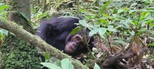 Chimpanzee trekking