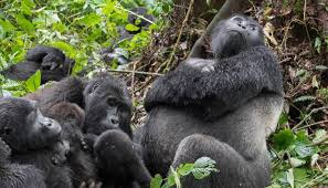 4 Days Congo Tours - Bukima Package Safari Holidays