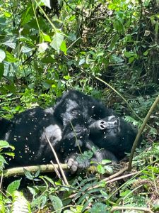 Exclusive 4 Days Uganda Gorilla & Chimpanzees safari