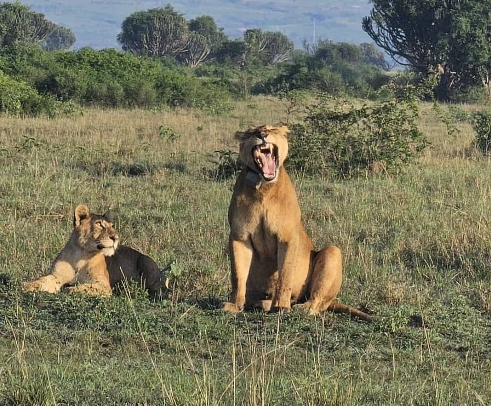 Experiential Lion Tracking