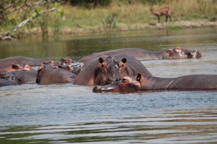 Game Drive & Nile Boat Cruise