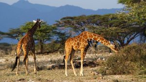 Game drive & Boat cruise
