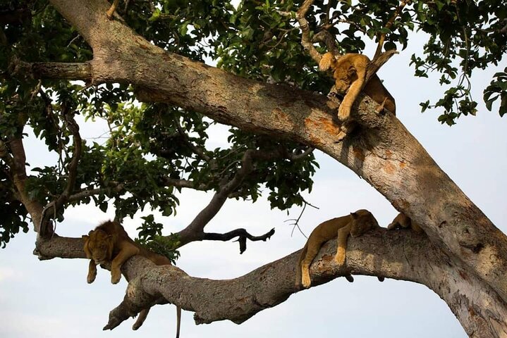 Game drive & Transfer to Ishasha sector