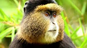 golden monkey trekking