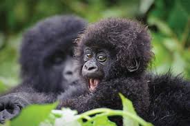 7 Day Highlights of Rwanda Safaris