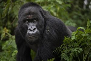 Gorilla trekking in Bwindi