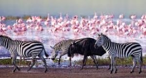 Lake Nakuru