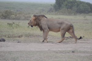 Masai- Mara