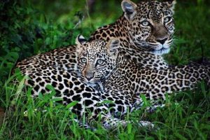 10 Day Culture & Wildlife Safari in Kenya