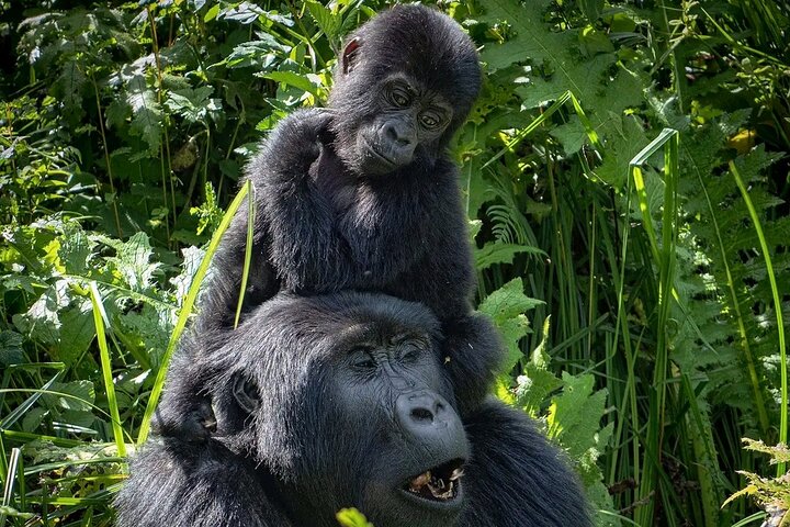 Mountain Gorilla trekking safari