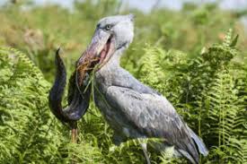 Rare shoe bills in Murchison falls