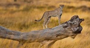 Serengeti National Park