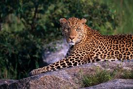 Tarangire Wildlife Safari