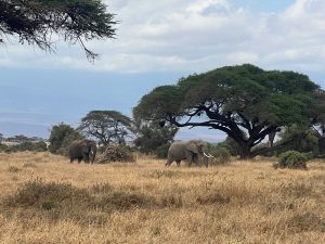 Tsavo West & Amboseli Safari