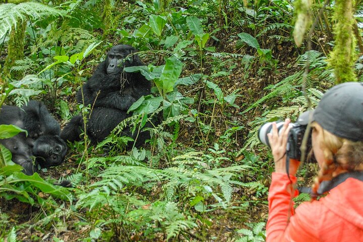 Why Choose Double Gorilla Trekking Over Single Trekking