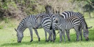14 Day Uganda Wildlife & Cultural Safari Tour