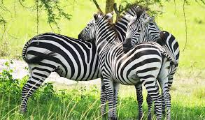 Zebras in Lake Mburo